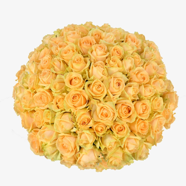 rose-gialle-3
