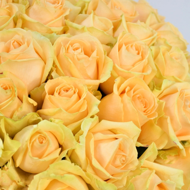 rose-gialle-4