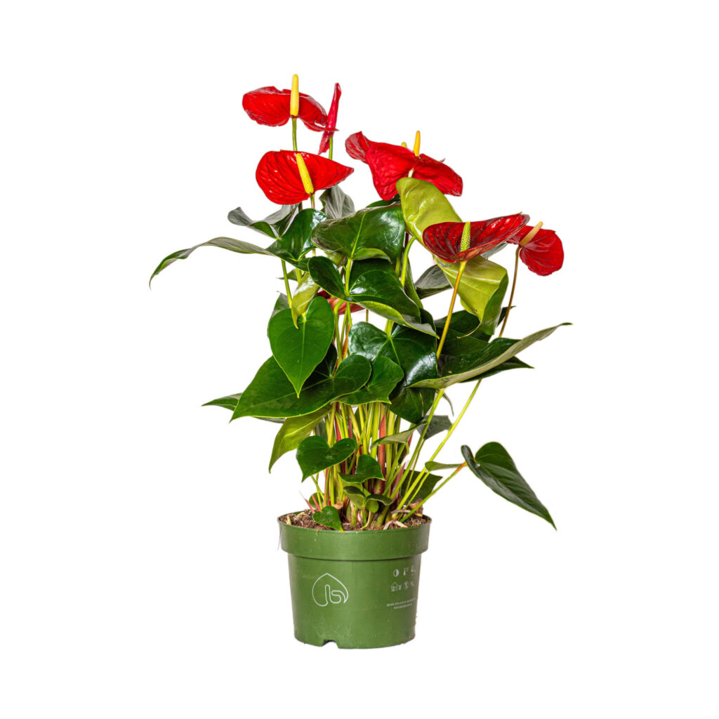 ANTURIUM:
Origine: America Latina.
Caratteristiche: Fiori caratteristici a forma di cuore, spesso di colore rosso o rosa.
Cure:
Annaffiatura: moderata, evitando i ristagni d'acqua.
Luce: indiretta, non ama il sole diretto.
Umidità: ama un ambiente umido, quindi può essere nebulizzata con acqua non calcarea.