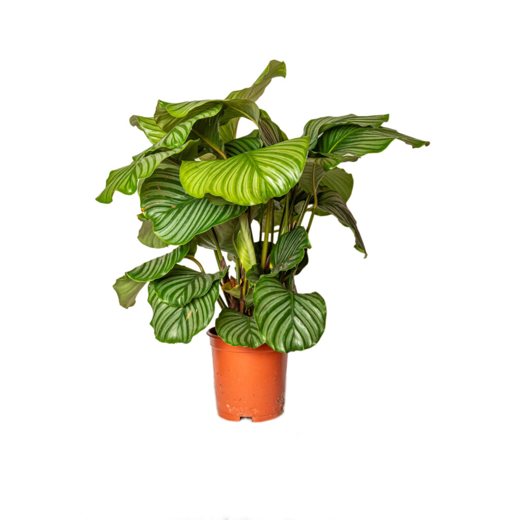 CALATEA ORBIFOLIA: Caratteristiche: Simile alla Calathea roseopicta, ma con foglie più grandi e rotonde, con venature marcate di colore verde scuro.
Cure: Le cure sono simili a quelle della Calathea roseopicta: necessita di un ambiente caldo, umido e luminoso, ma non di luce diretta.
Consigli generali per la cura delle Calathea:

Acqua: Utilizza acqua a temperatura ambiente e non calcarea per l'annaffiatura e la nebulizzazione.
Potatura: Elimina le foglie secche o danneggiate.
Rinvaso: Rinvasa la pianta ogni 2-3 anni, utilizzando un vaso leggermente più grande e del terriccio fresco.
Malattie e parassiti: Le Calathea possono essere attaccate da cocciniglie e afidi. Controlla regolarmente la pianta e interviene con prodotti specifici in caso di infestazione.