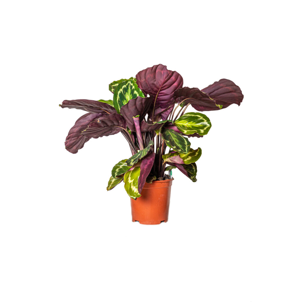 CALATEA ROSEO PICTA:
Origine: Brasile e Perù.
Caratteristiche: È una pianta molto decorativa, caratterizzata da foglie grandi e colorate, con venature ben marcate. Viene spesso chiamata "pianta della preghiera" perché le sue foglie si chiudono di notte e si riaprono al mattino.
Cure:
Luce: Preferisce una posizione luminosa, ma non esposta alla luce diretta del sole.
Umidità: Ha bisogno di un ambiente molto umido, quindi nebulizza le foglie regolarmente e utilizza un sottovaso con argilla espansa e acqua.
Temperatura: Ama un ambiente caldo e senza sbalzi termici.
Terreno: Utilizza un terriccio ricco di sostanze organiche e ben drenato.