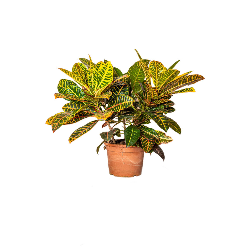 CROTON:
 Origine: Malaysia e varie isole del Pacifico.
Caratteristiche: Foglie molto colorate e variegate.
Annaffiatura: regolare, mantenendo il terreno umido ma non zuppo.
Luce: molta luce indiretta.
Temperatura: ama il caldo.