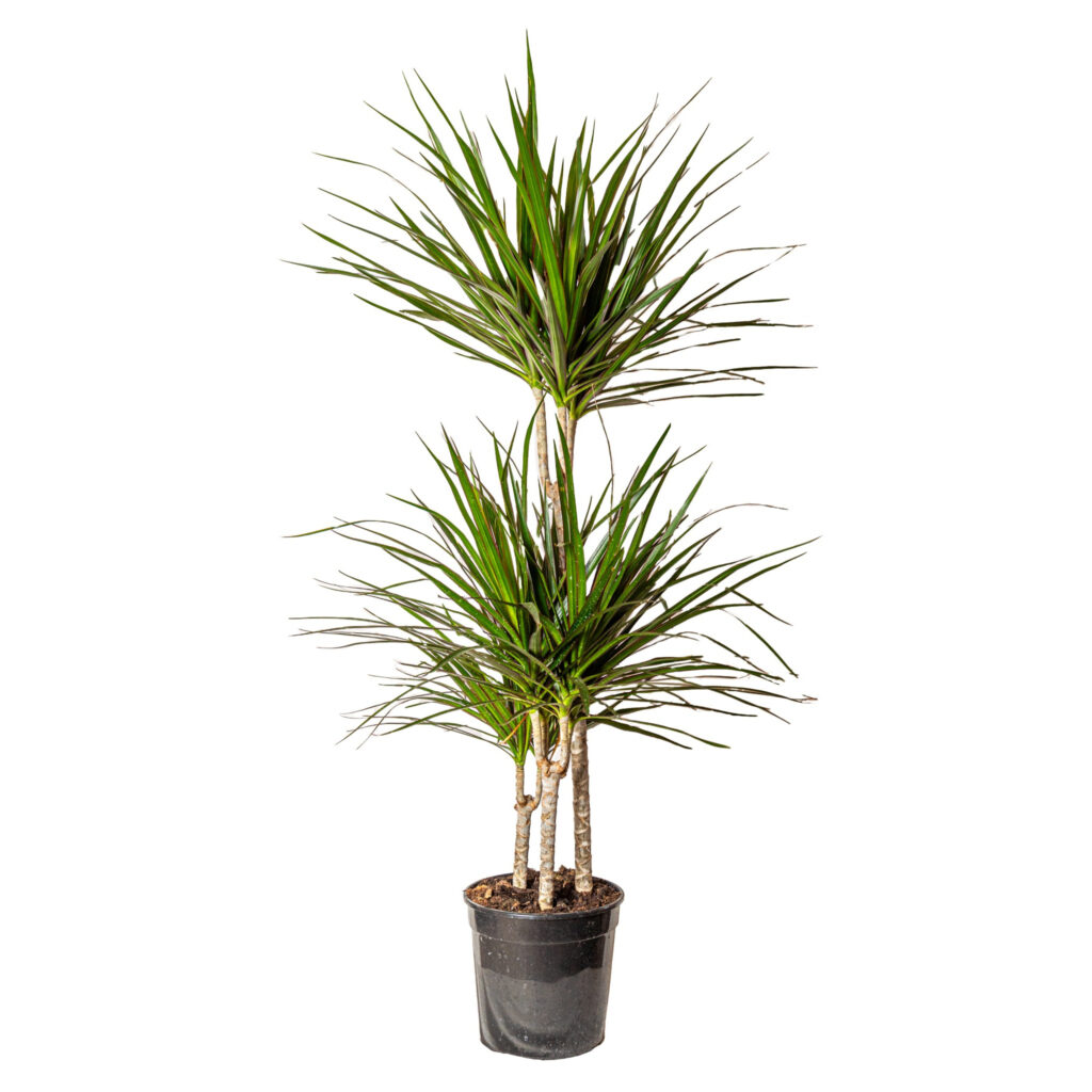 DRACENA MARGINATA: 
Origine: Regioni tropicali dell'Africa, in particolare vicino all'Oceano Indiano.
Caratteristiche: Pianta molto resistente e decorativa, con foglie lunghe e strette.
Cura:
Luce: Preferisce posizioni luminose, ma non la luce solare diretta.
Posizione: Ideale in ambienti interni ben illuminati.