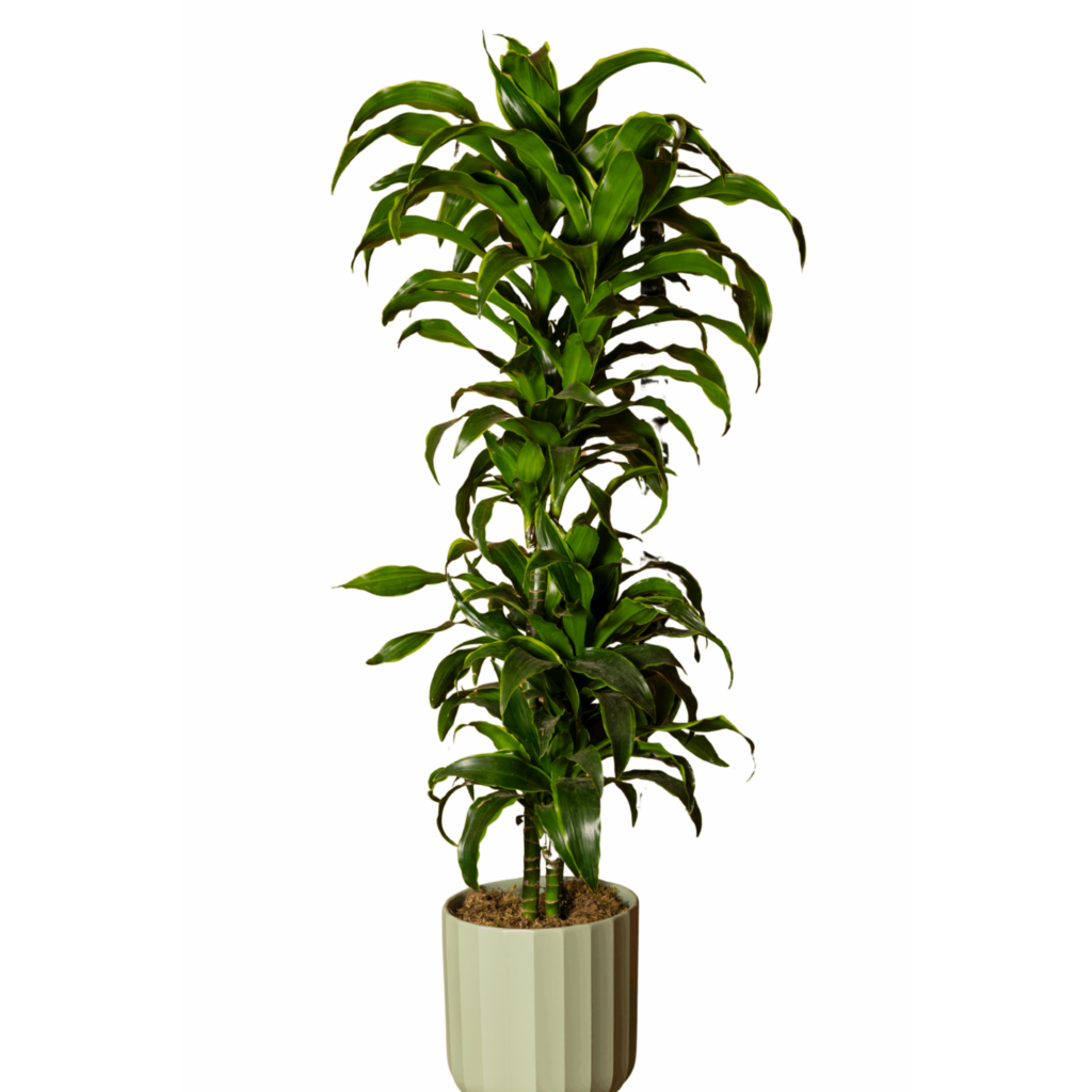 Dracaena-fragrans-scaled