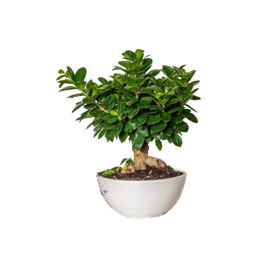 FICUS GINSENG BONSAI:  è una pianta affascinante e molto popolare tra gli appassionati di bonsai. Conosciuto per le sue radici aeree carnose e le foglie lucide, è un'aggiunta elegante a qualsiasi ambiente.