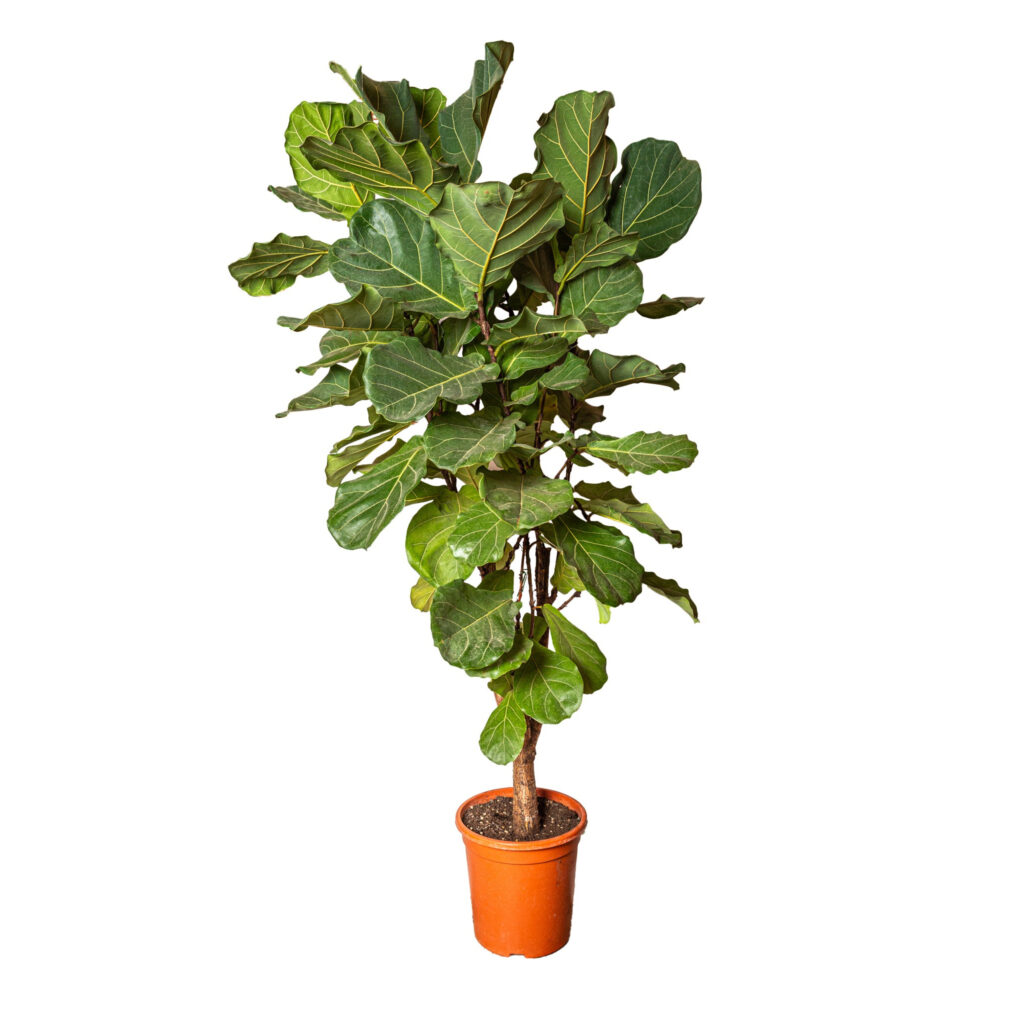 FICUS LYRATA:
Origine: Regioni tropicali dell'Africa.
Caratteristiche: Foglie grandi e lucide, a forma di lira.
Cura:
Luce: Apprezza la luce indiretta e luminosa.
Annaffiature: Regolari, evitando i ristagni d'acqua.
Posizione: Ideale come pianta da appartamento.