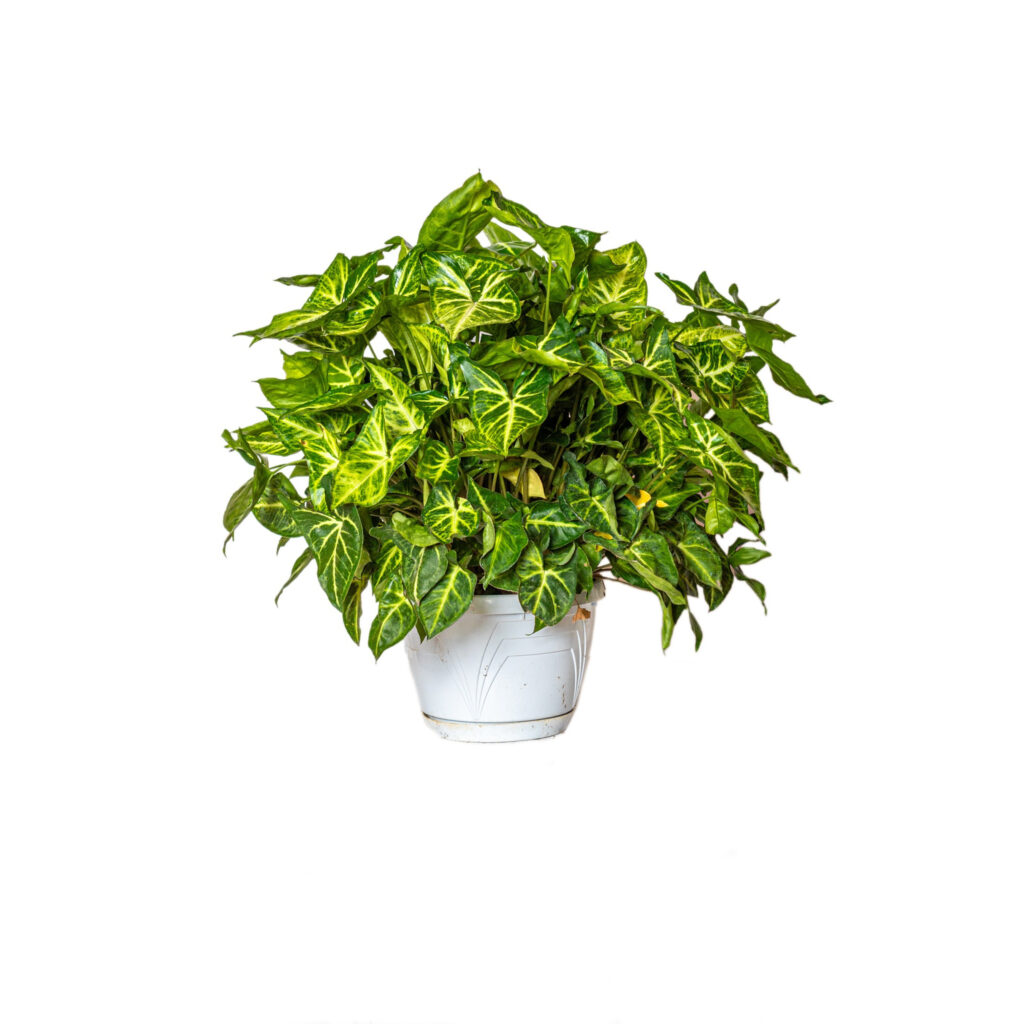 SINGONIUM:
 Il Singonium, o Syngonium, è una pianta d'appartamento molto apprezzata per la sua bellezza e facilità di coltivazione. Originaria del Centro e Sud America, è caratterizzata da foglie dalla forma particolare, che cambiano man mano che la pianta cresce, passando da una forma a freccia a lobi più pronunciati.