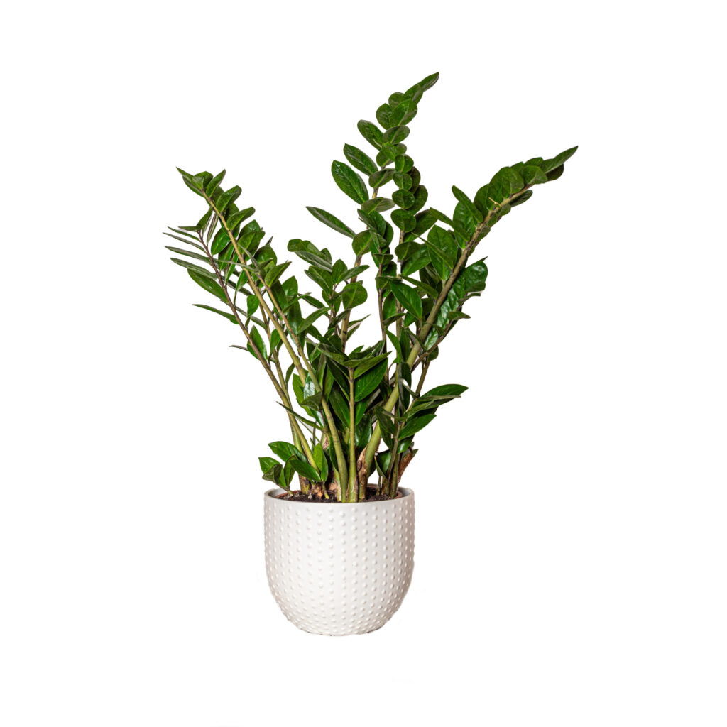 ZAMIOCULCAS: 
Originaria dell'Africa orientale.
Le foglie dalla forma lanceolata sono lucide e carnose.
Preferisce una buona illuminazione, ma non i raggi diretti del sole e tollera anche l'ombra.
Va innaffiata con moderazione ogni 7-10 gg. L'eccesso di acqua può far marcire le radici, causando la morte della pianta.
Ha la capacità di depurare l'aria di ambienti chiusi, rimuovendo alcuni composti volatili come il benzene, toluene, xilene, ecc.