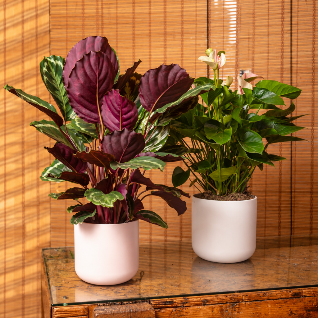 composizione-calatea-e-anthurium
