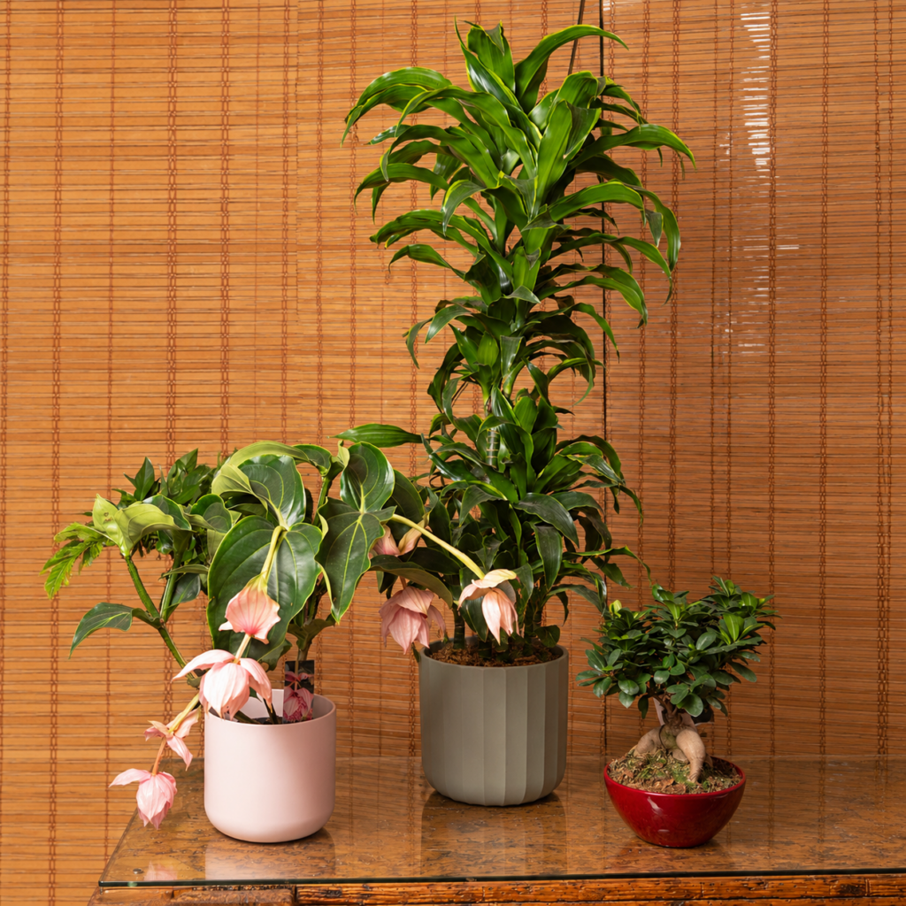 composizione-piante-dracena-anthurium-bonsai