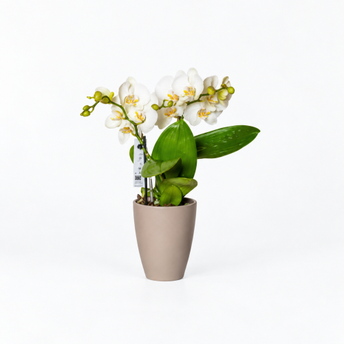 ORCHIDEA VANDA:
bellezza esagerata dei fiori e radici aeree che fluttuano nel vuoto: non ha bisogno di terriccio.
Preferisce molta luce filtrata dalle tende e d’inverno ama essere poggiata dal sole per qualche ora del giorno, d’estate va tenuta in ambienti luminosi lontano dai raggi cocenti del sole.
Non sopravvive sotto i 15° C