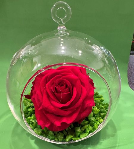 Rosa stabilizzata