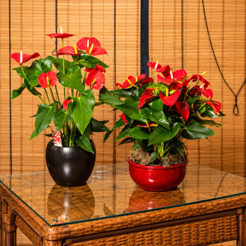 anthurium-rosso