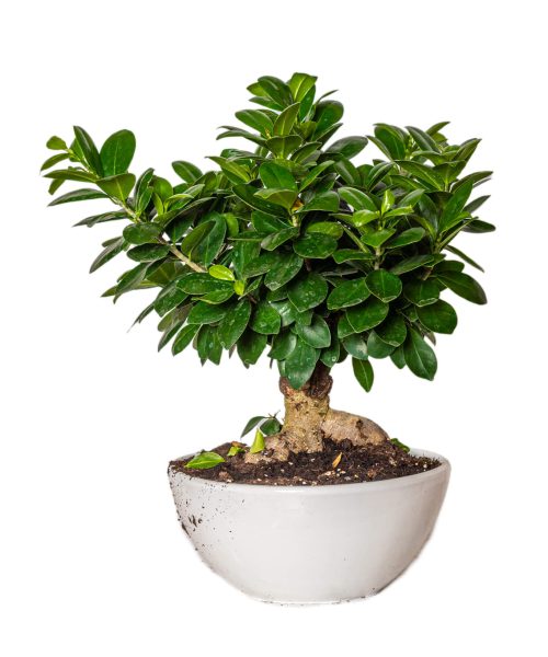 bonsai_l_arte_dei_fiori