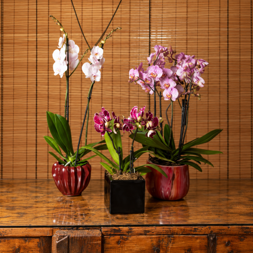 orchidee disponibili presso l'arte dei fiori diverse grandezze