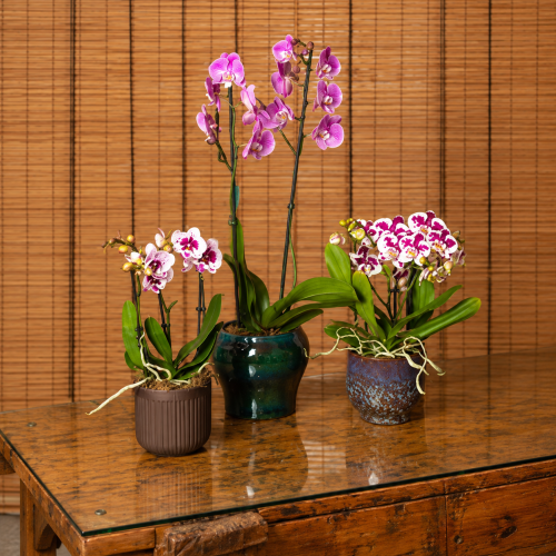 orchidee disponibili presso l'arte dei fiori